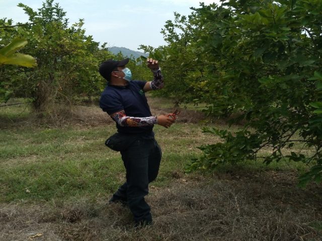 Predios citrícolas del Tolima, se enfocan en la prevención del HLB