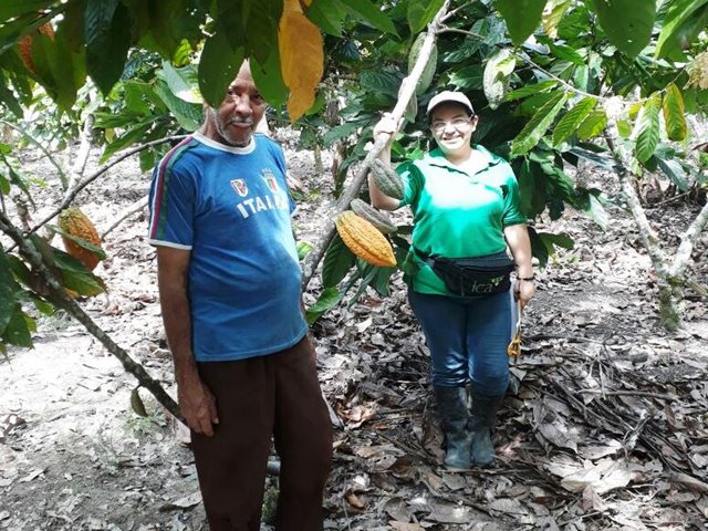 El ICA registra 382 hectáreas inspeccionadas para controlar enfermedades y plagas en cultivos de cacao
