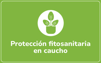 Caucho