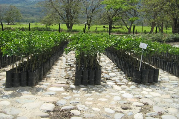 El ICA reglamentó la licencia fitosanitaria para la movilización de material vegetal en el territorio nacional
