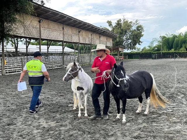 52 equinos exportados desde Panaca. 