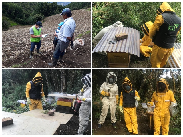En Boyacá el ICA atiende emergencia por muerte inusual de abejas en el municipio de Nuevo Colón