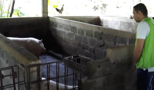 En el Chocó, el ICA trabaja por mantener la sanidad pecuaria