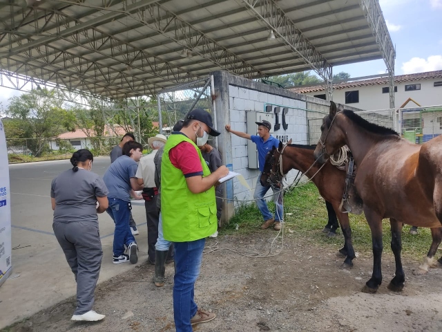 Cerca de 500 animales fueron vacunados en zona del nordeste antioqueño contra la EEV