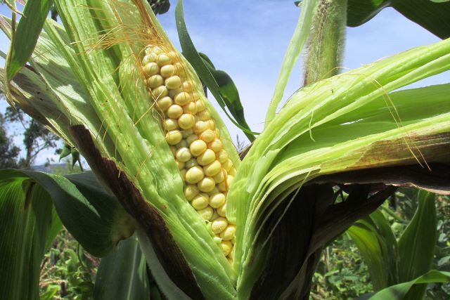 El ICA trabaja por la sanidad agrícola del departamento del Valle del Cauca