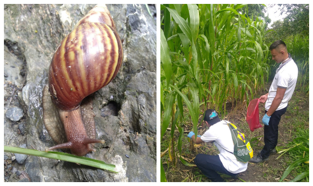 Estudiantes, productores y habitantes de San Pablo de Borbur, Boyacá, se unen contra el caracol africano 