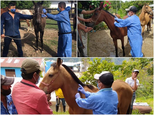 Con la vacunación, el ICA protege a los equinos del Tolima