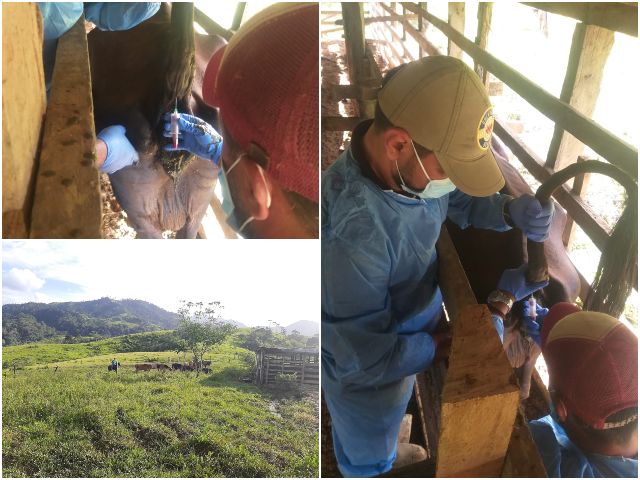 El ICA atendió notificación por mortalidad de bovinos en el Caquetá