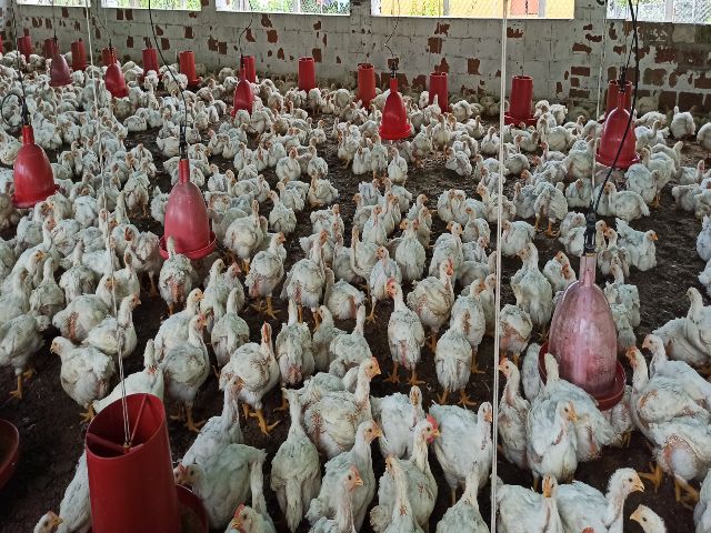  En Nariño, 17 granjas avícolas reciben certificación del ICA como bioseguras 