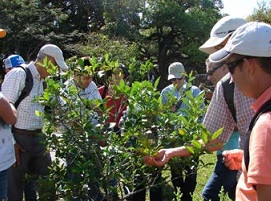 Productores colombianos de cítricos intercambian experiencias en HLB