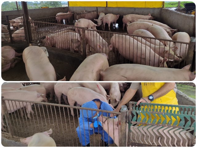 Con vigilancia epidemiológica, el ICA conserva la producción porcícola del Quindío