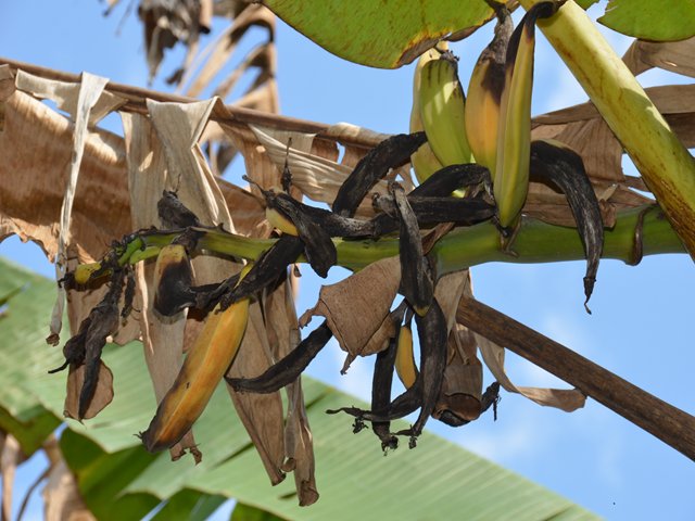 ICA adelanta campaña para erradicar el Moko en cultivos de plátano del Magdalena