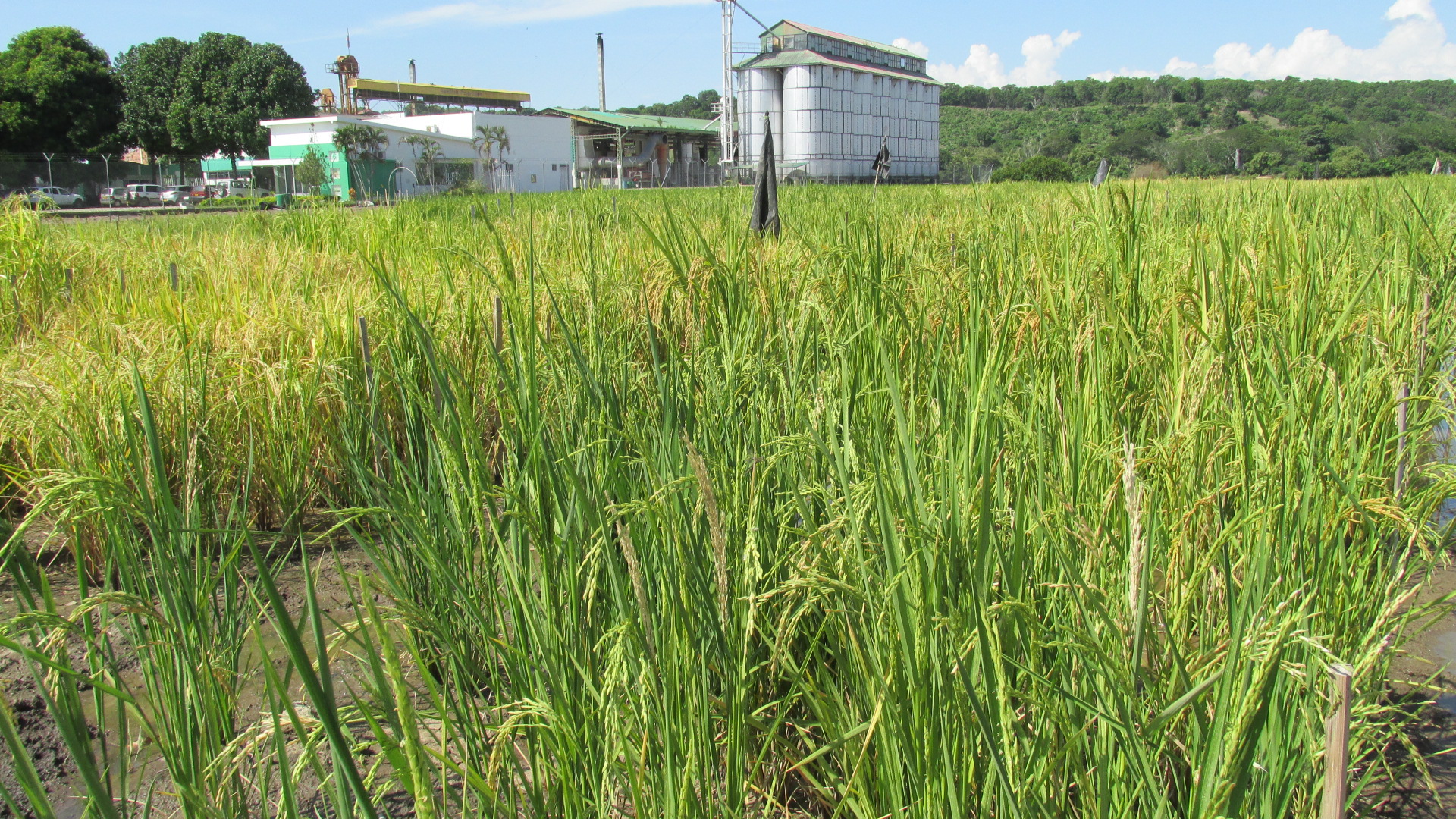El-ICA-capacito-a-tecnicos-en-manejo-agronomico-del-arroz-en-Valle-del-Cauca-1.JPG
