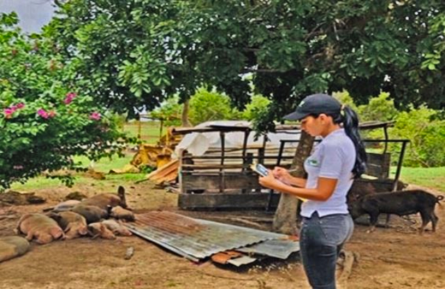 El ICA sigue trabajando en pro de la erradicación de focos de peste porcina clásica