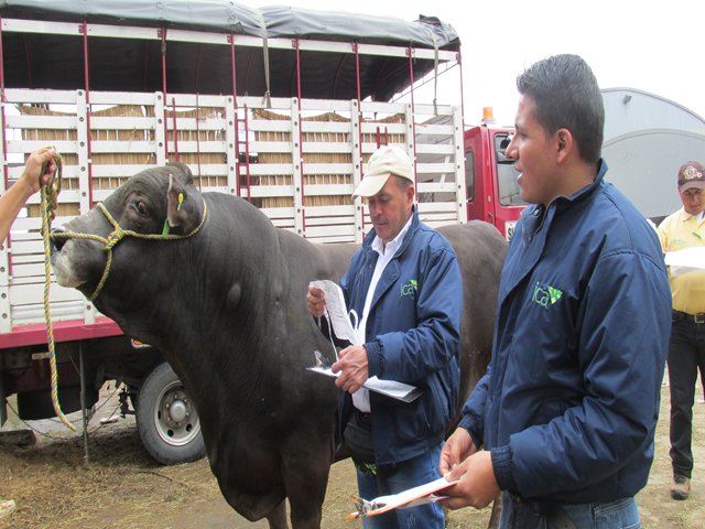 Productores que movilicen animales a plantas de sacrificio deben obtener autorización sanitaria y de inocuidad 