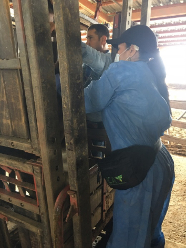 Foto-ICA-Muestreo-serologico-en-Arauca.jpg