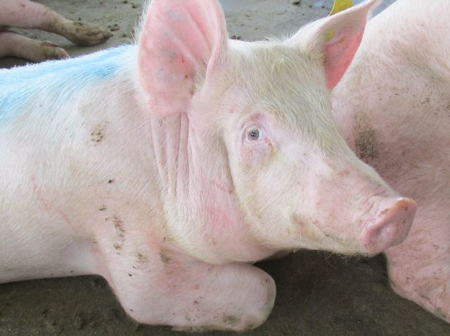 Con acciones de vigilancia sanitaria, el ICA previene el ingreso de la peste porcina clásica al departamento insular