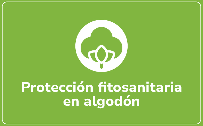 Algodón