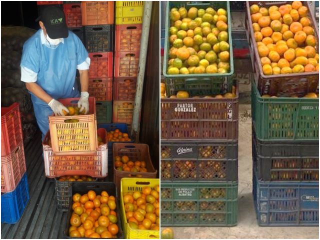 El ICA intensifica acciones para controlar y evitar la diseminación del HLB de los cítricos en Norte de Santander