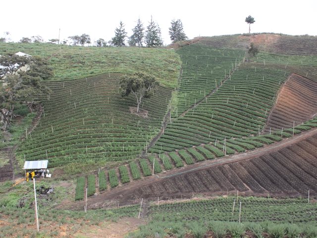 Bioinsumos como extractos vegetales y sustancias bioquímicas no requieren licencia ambiental: ICA 
