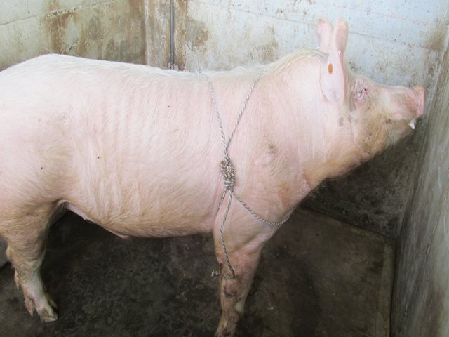 El ICA ordenó el sacrificio de 7 porcinos  en el departamento de Boyacá