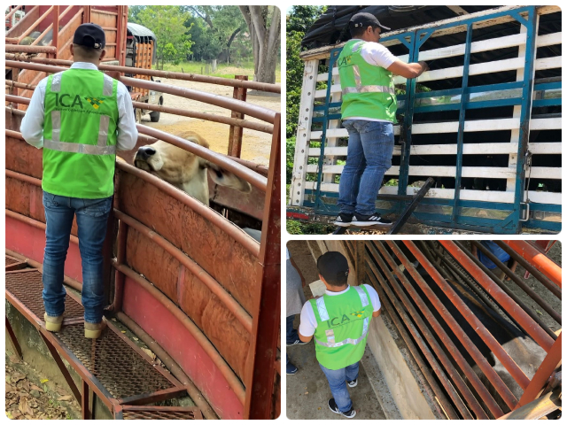 En Arauca, el ICA con el ojo puesto en las movilizaciones animales