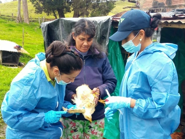 El ICA continúa atendiendo focos de Newcastle en Cundinamarca