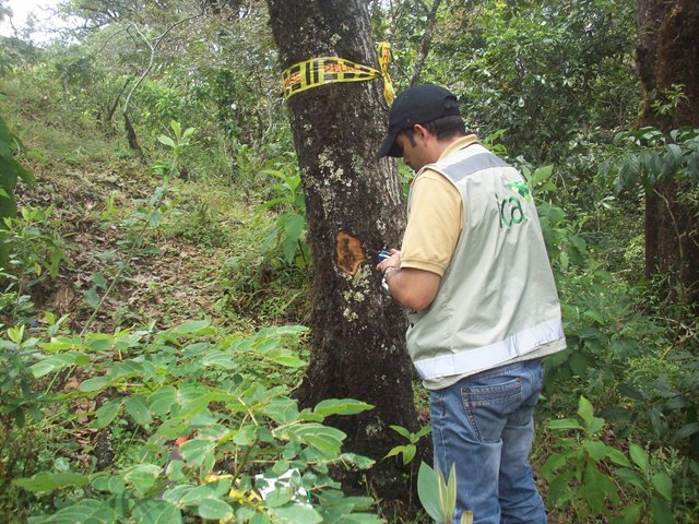 El ICA identifica posible afectación fitosanitaria en árboles de roble en el norte de Nariño