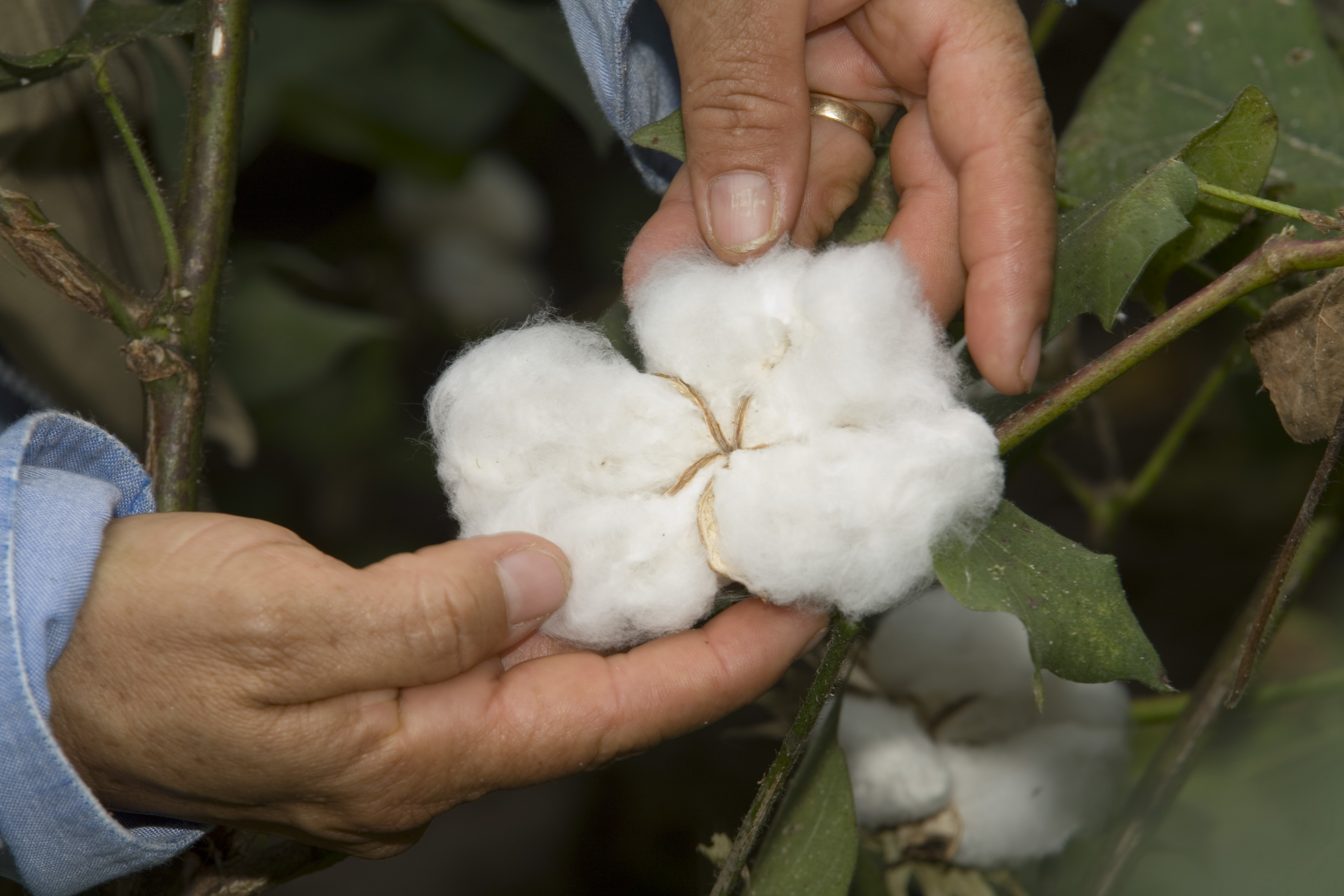 ICA fijó fechas para desarrollo del cultivo de algodón en el interior del país