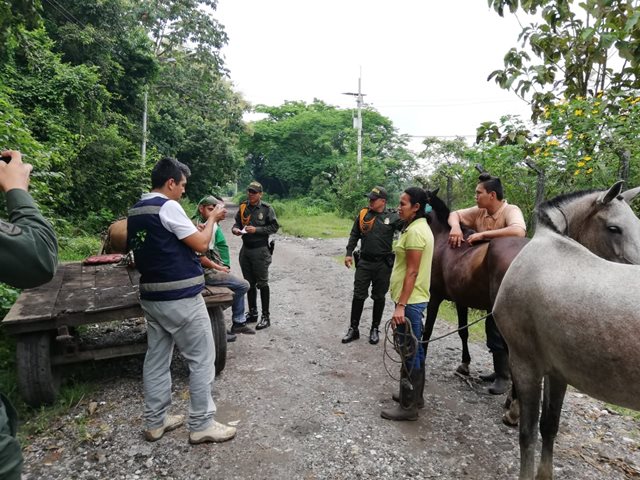 Siguen las acciones en el Tolima para evitar casos de encefalitis equina venezolana 