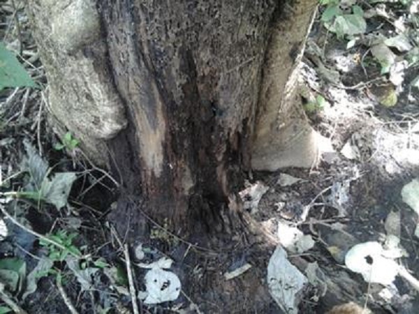 El ICA realiza vigilancia fitosanitaria forestal al municipio de Riosucio en Chocó 