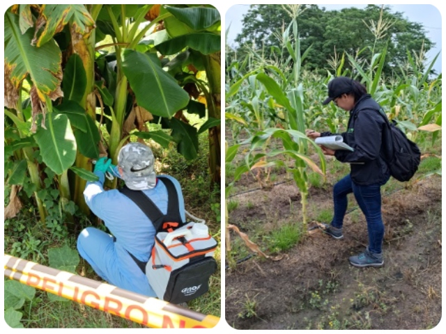 El ICA en el Atlántico realiza actividades de vigilancia fitosanitaria