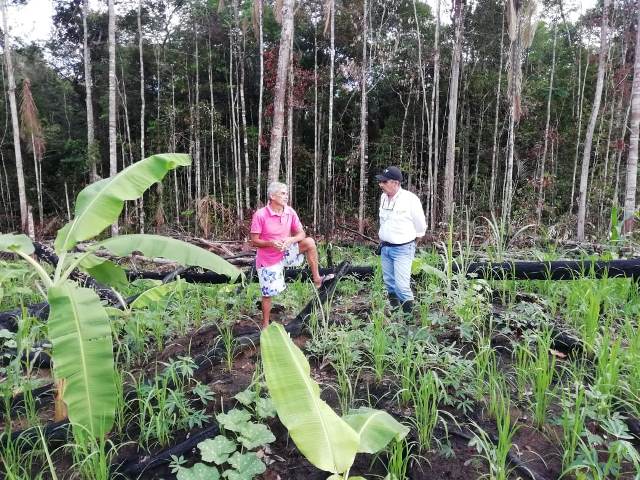 En zonas indígenas de Guainía, el ICA verifica estado sanitario de cultivos agrícolas