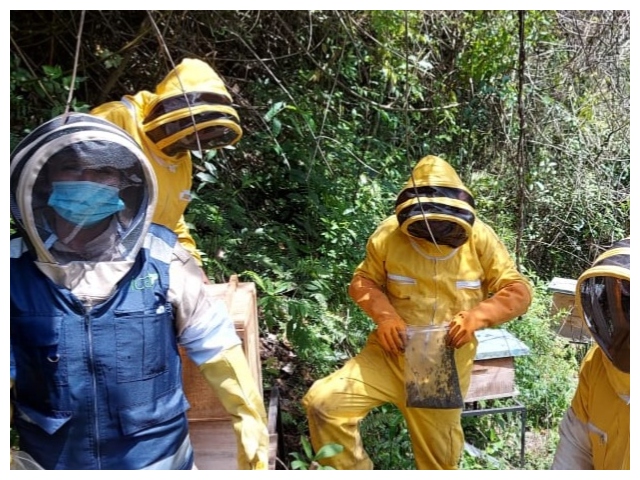 El ICA y Agrosavia atienden caso de muerte de abejas en Huila