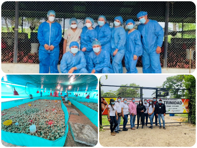 En Arauca, el ICA hace seguimiento a las granjas avícolas bioseguras