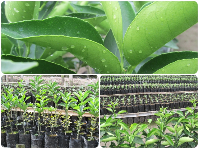 Quindío, territorio fértil y seguro para la producción de cítricos de exportación 
