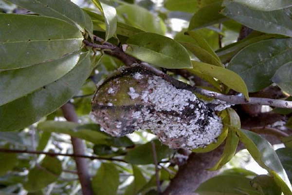 ICA: Ganándole la batalla a la Cochinilla Rosada