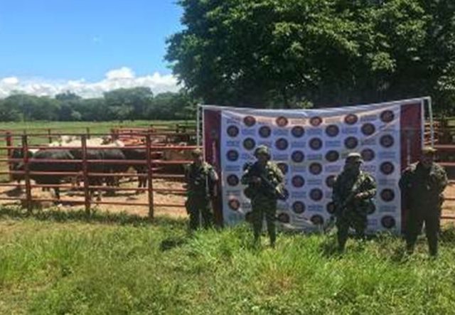 Cercamos la puerta al ingreso ilegal de ganado, al centro del país
