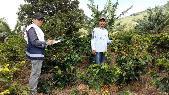 El ICA no descuida la producción cafetera de La Jagua de Ibirico en el Cesar 