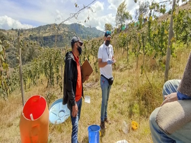 El ICA trabaja para frenar la mosca de la fruta en los cultivos en Boyacá