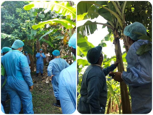 Foto-ICA-Taller-de-Fortalecimiento-en-vigilancia-Fitosanitaria-de-la-Marchitez-FOCKR4T-1.jpg