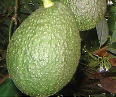 Comienza la carrera por la admisibilidad fitosanitaria del Aguacate tipo Hass en Estados Unidos