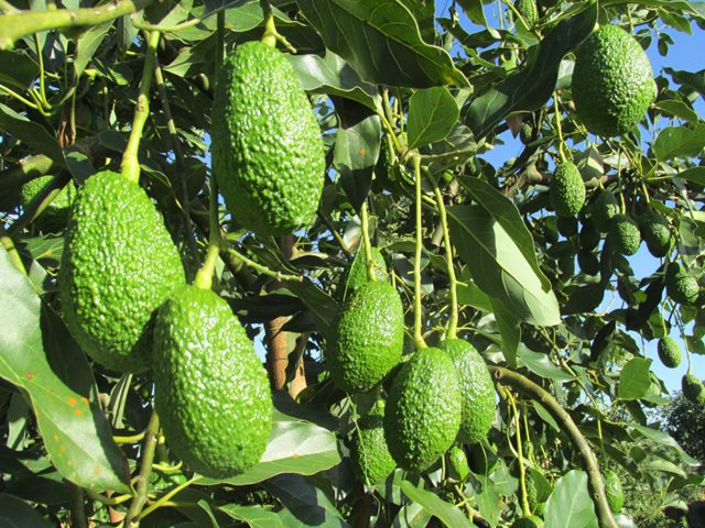 Aguacate Hass colombiano