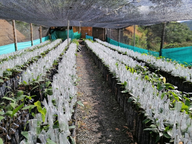 Viveros de cacao en Arauca