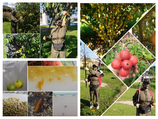 El ICA y productores del Amazonas combaten las moscas de la fruta