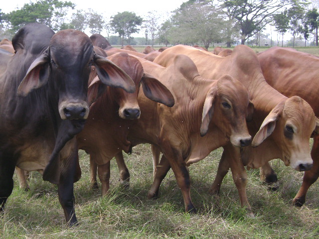ICA velará por la sanidad agropecuaria en Agroexpo