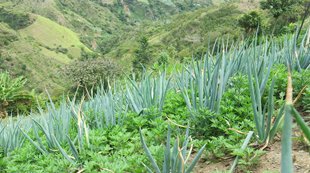 cultivo-cebolla.JPG cultivo-cebolla.JPG
