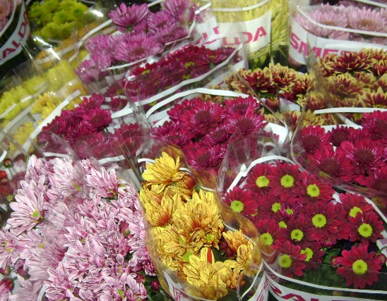 Ica establece requisitos sanitarios para expositores que participen en la próxima Feria de las Flores en Medellín 