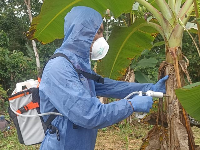 Erradicar brotes de ´Moko de plátano y banano´, el compromiso del ICA en el Putumayo.