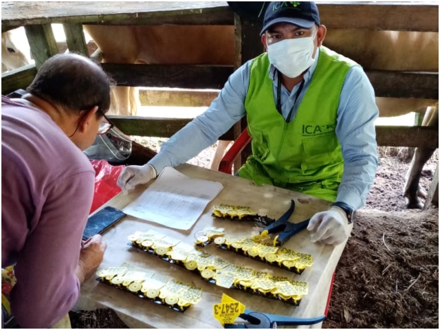 En el Guainía, el ICA garantiza la trazabilidad de la producción bovina y bufalina con la identificación individual animal